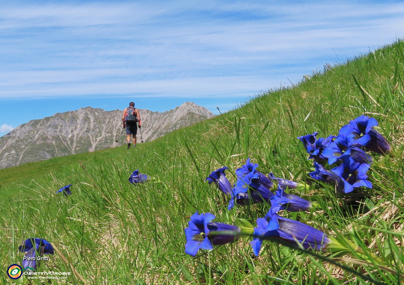 51 Gentiana clusii (Genziana di Clusius) con vista verso il Menna.JPG